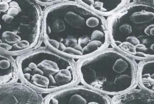 CTECH Treatment Process