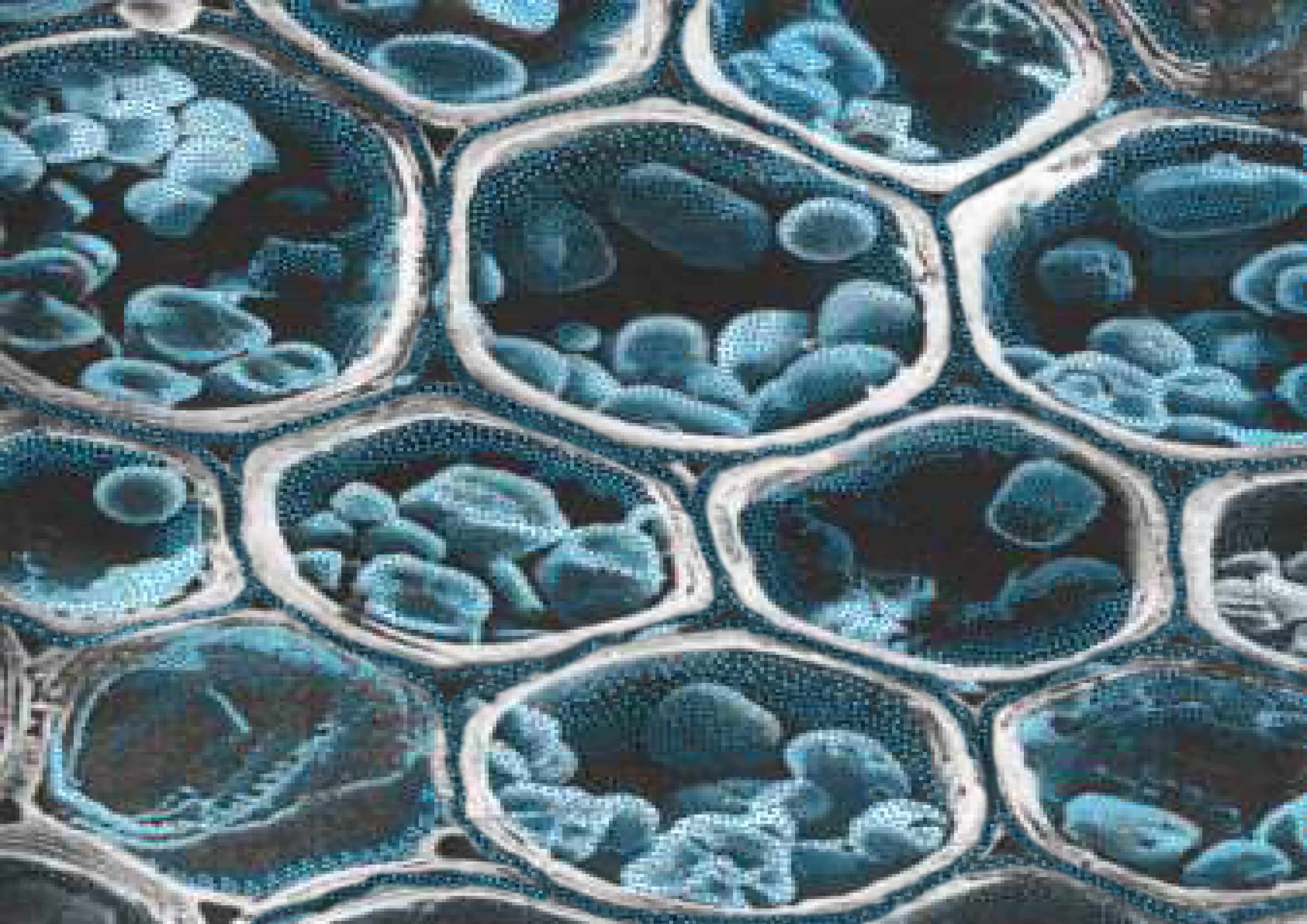 CTECH Treatment Process