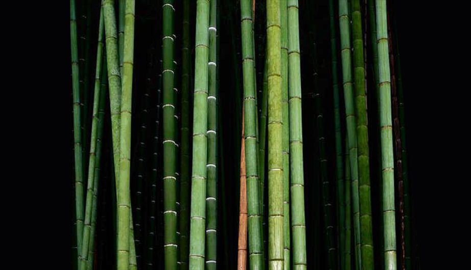 2-4 Times Carbon Storage